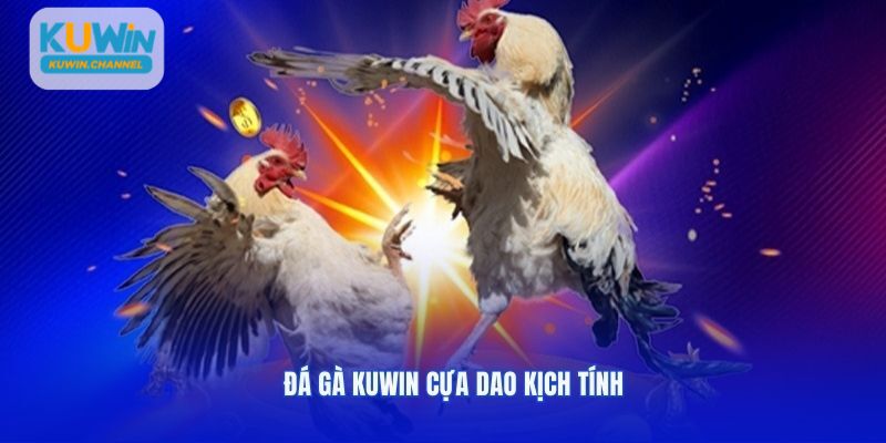 Đá gà Kuwin cựa dao kịch tính