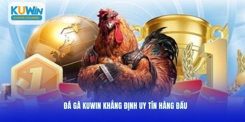 Đá gà Kuwin khẳng định uy tín hàng đầu