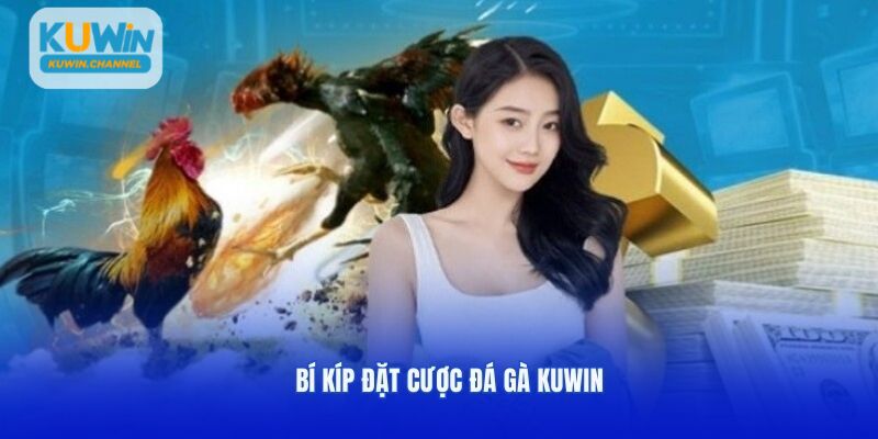 Bí kíp đặt cược đá gà Kuwin